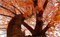 短信轰炸机网页版