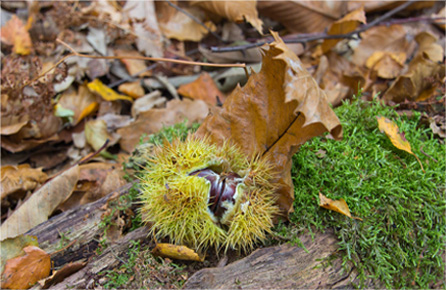 网络手机号在线发送
